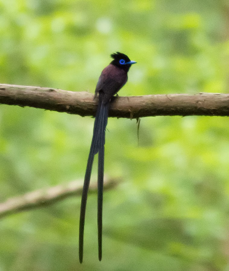 IMG_4710b2012サンコウチョウ.jpg