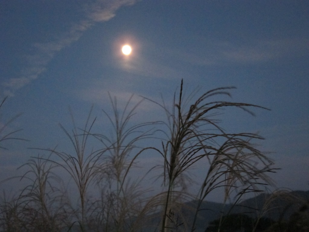月夜のススキ.JPG
