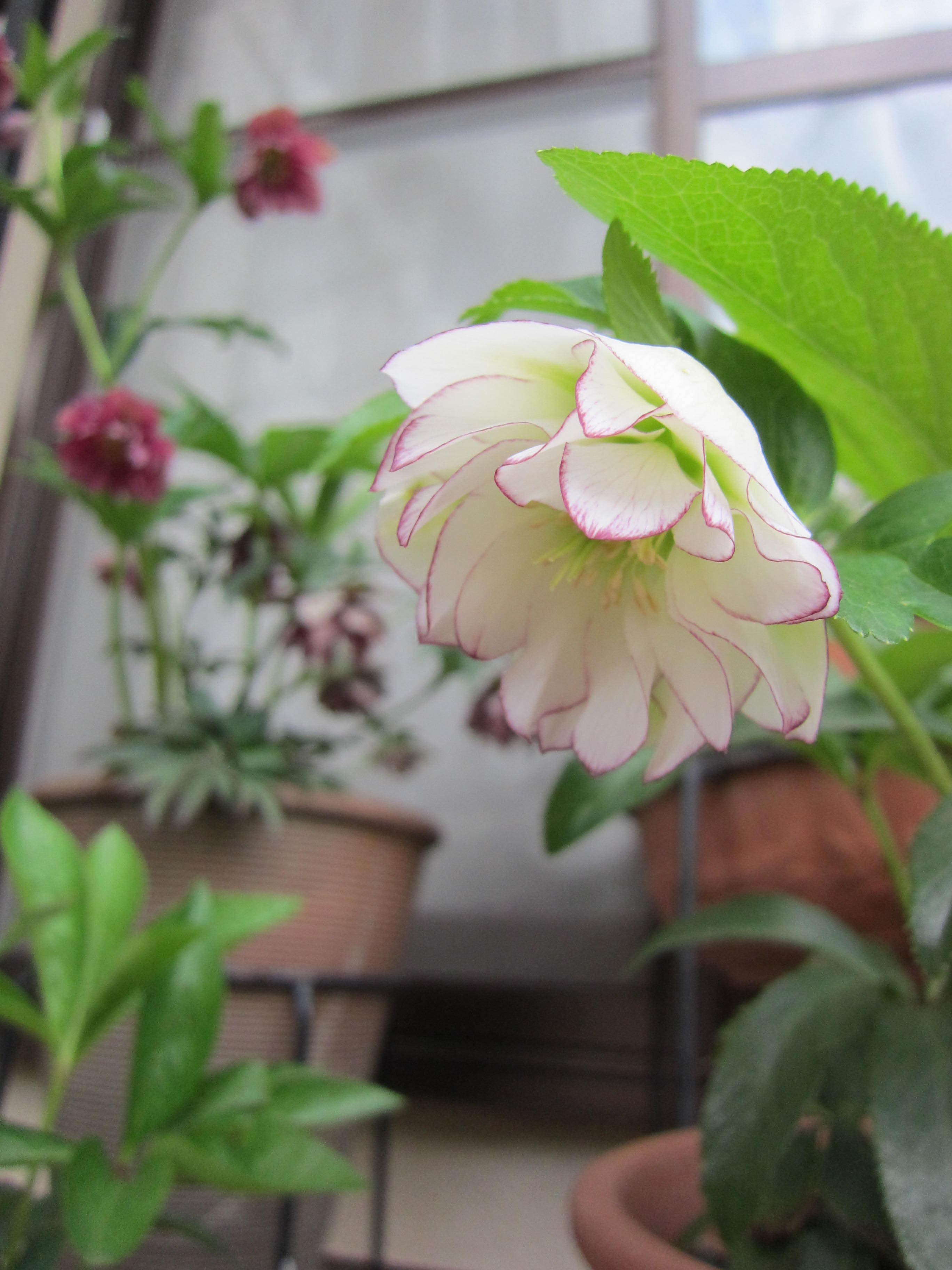 クリスマスローズ（師匠宅） (2).JPG