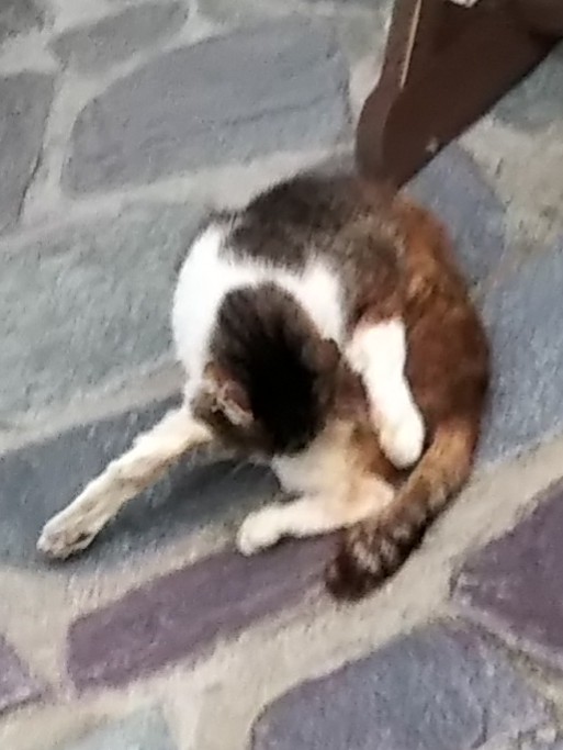 白黒マダラ猫化粧中2019