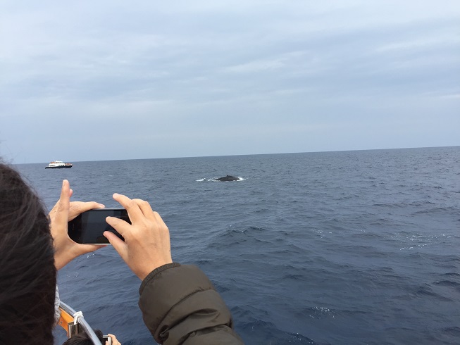 一頭のクジラ.jpg