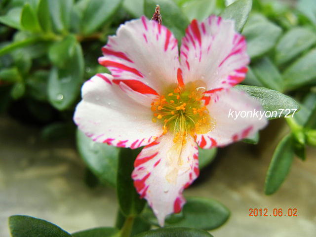 ポーチュラカ絞り咲き1