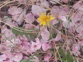 桜絨毯にタンポポ2015