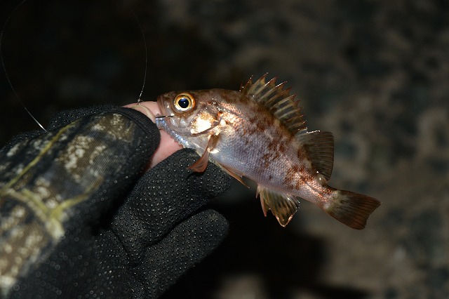 showPhoto (640×426)