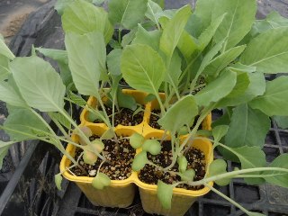 02簡易温室で育てた春キャベツ・ブロッコリーの苗