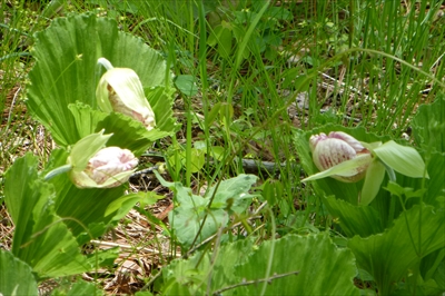 P1060528_R.JPG