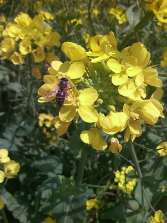 卯月　平成中村座　初日 050.JPG