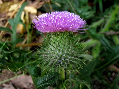 アメリカオニアザミの花 外来生物法で 要注意外来生物 に指定されています しろうと自然科学者の自然観察日記 楽天ブログ