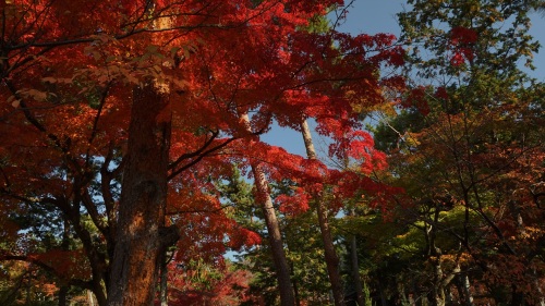 南禅寺　紅葉　大木.jpg