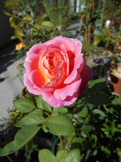 DSCN1674a.JPG