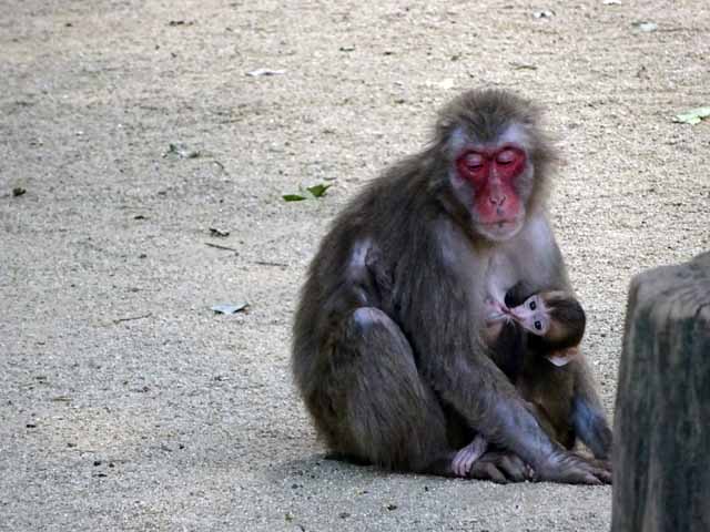 ２匹を抱くお母さん８月８日 (2).JPG