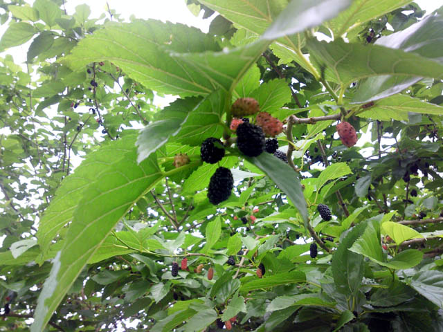 berry1.JPG