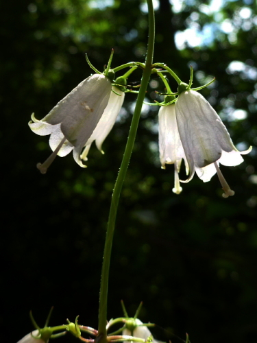 白花ツリガネニンジン201308274.jpg