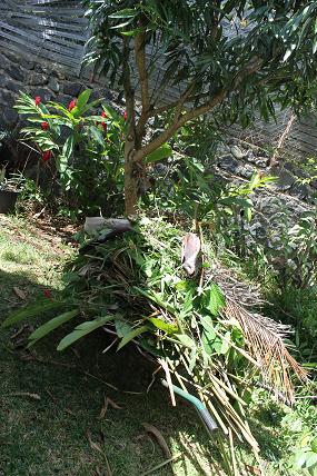 jardin2.JPG