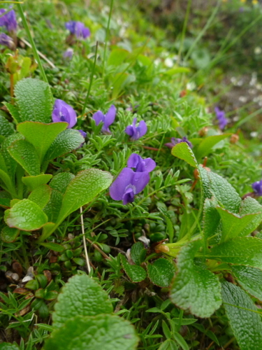 南八ヶ岳の花201307143.jpg