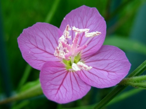 道端でピンク色の花が目立つアカバナユウゲショウの花 明治時代に鑑賞用として移入されたものが野生化した帰化植物です しろうと自然科学者の自然観察日記 楽天ブログ