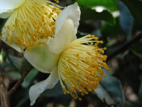 変わった形のツバキの花 たくさんの雄蕊が弁化現象で花びらに変化したものです 雄蕊が花弁化する八重咲き その2 しろうと自然科学者の自然観察日記 楽天ブログ