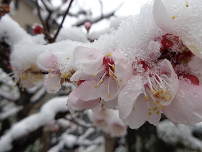 2－梅の雪.JPG