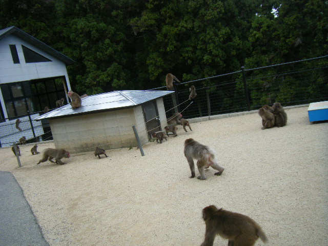 一番にけんかを止めに行ったベンツ (2).JPG