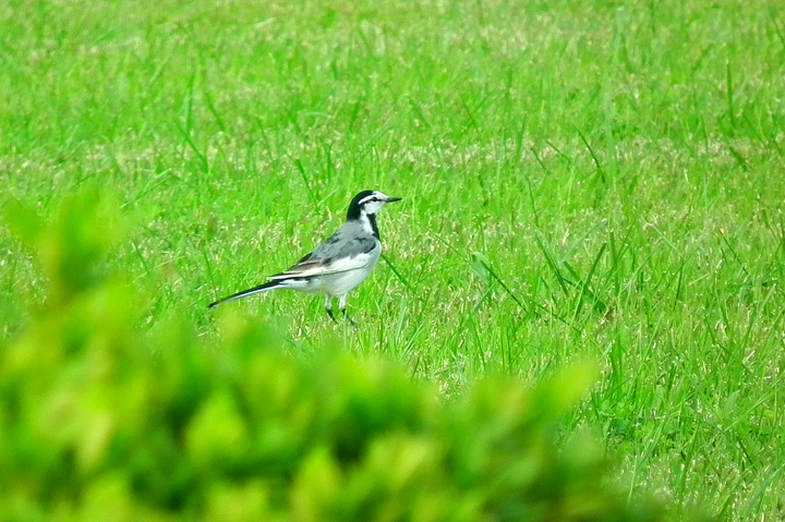 ハクセキレイ 11.jpg