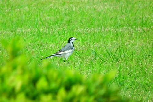 ハクセキレイ 11.jpg