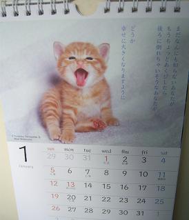 2014年1月のにゃにゃ～ん(=^・^=).JPG