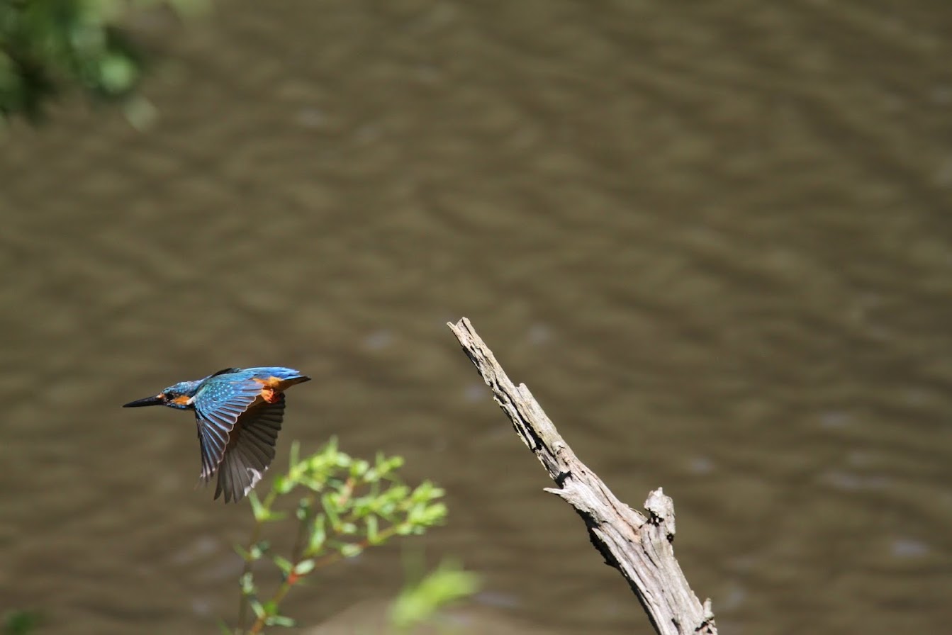 IMG_84832010カワセミ.JPG