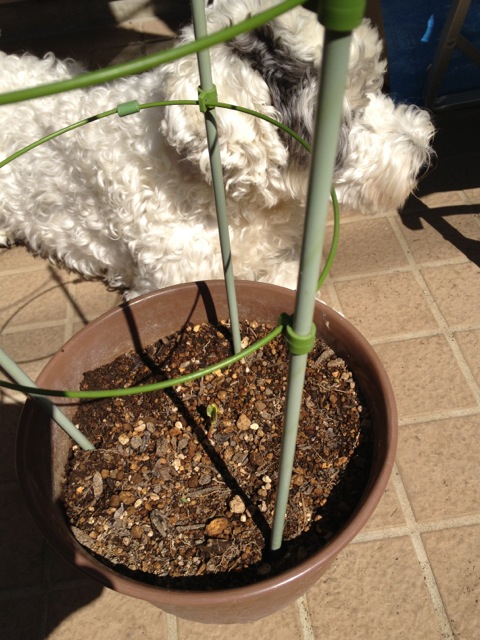 201305210947_9256_iphone.jpg