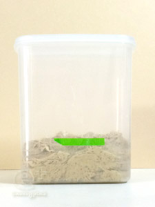 140807 黒糖梅シロップ酵母でパン作り -一次発酵開始