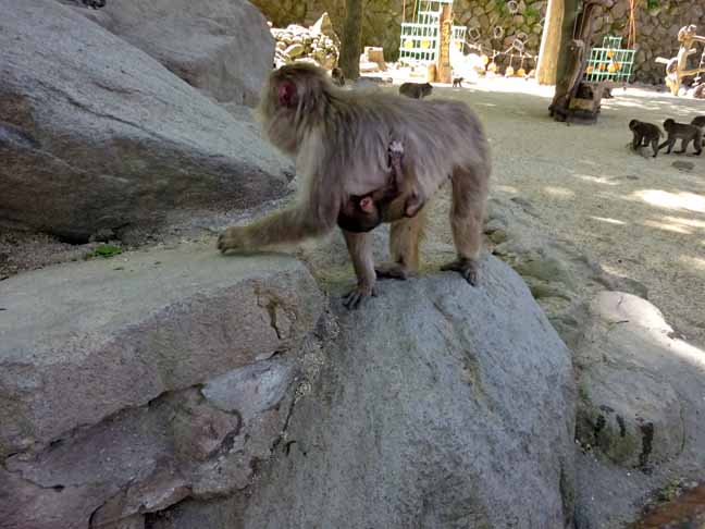 令和最初の赤ちゃん (1).JPG