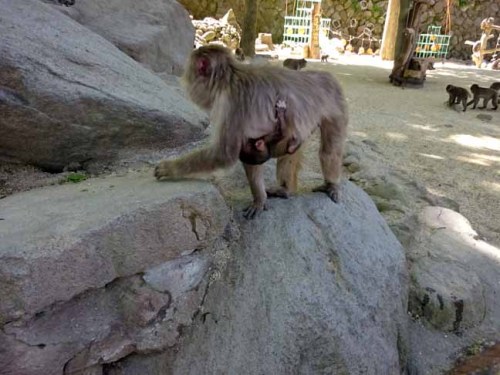 令和最初の赤ちゃん (1).JPG