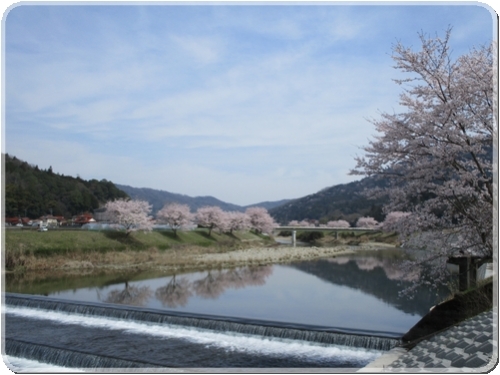 2693川土手の桜並木_2693.jpg