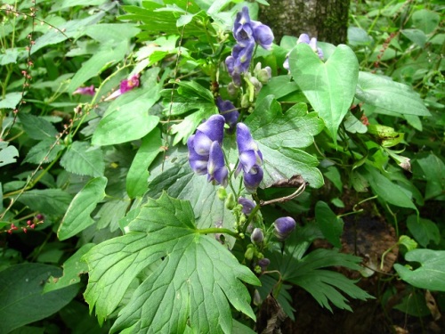 青紫色の花びらのように見える5枚の萼片があるヤマトリカブトの花 自然観察の振返り 23 キンポウゲ科の植物 第19回 しろうと自然科学者の自然観察日記 楽天ブログ
