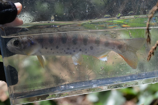 showPhoto (640×426)