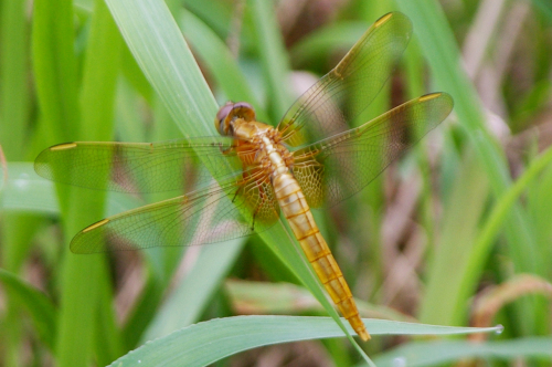 ショウジョウトンボ♀