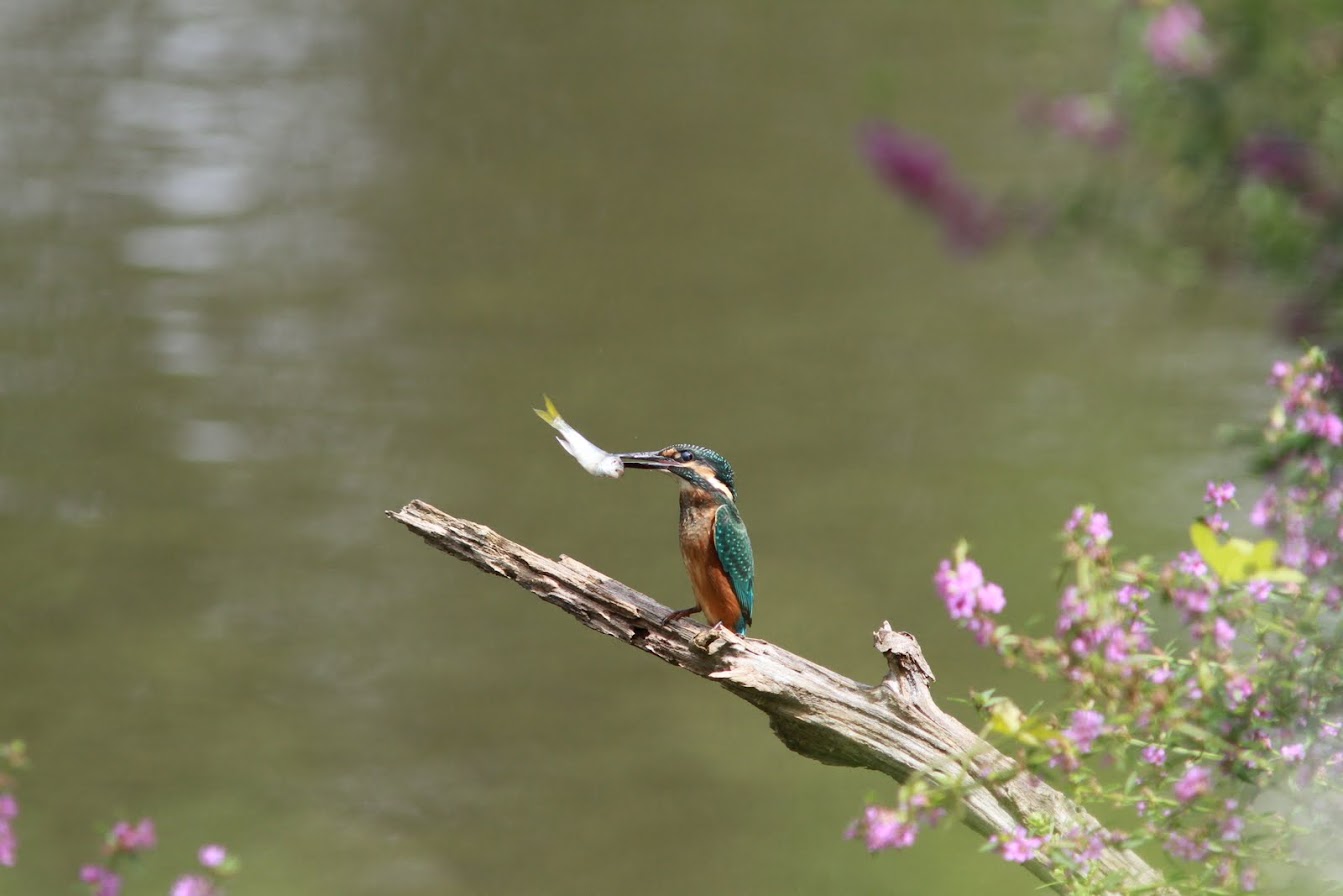 IMG_10592011カワセミ.JPG