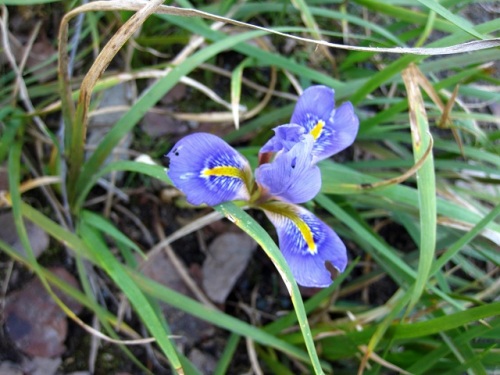 初めて出合ったカンザキアヤメの花 町田市での自然観察 その2 しろうと自然科学者の自然観察日記 楽天ブログ