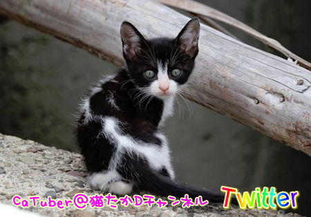 たくましくて可愛い 健気に生きる猫たち Peep Cheep Tweet 楽天ブログ