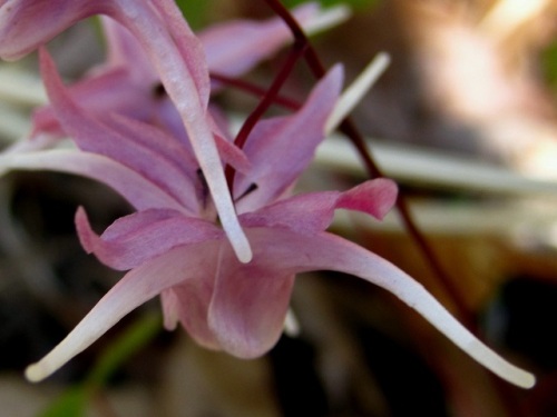 イカリソウの花 イカリソウの花言葉 旅立ち 人生の出発 は 船の碇を引き上げたような花の姿から船出をあらわすものだそうです 昭和記念公園での自然観察 その7 しろうと自然科学者の自然観察日記 楽天ブログ