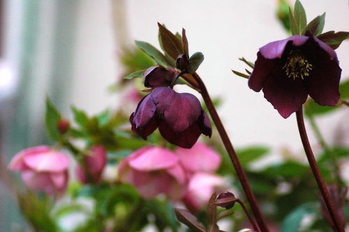 DSC_0890 - コピー.JPG