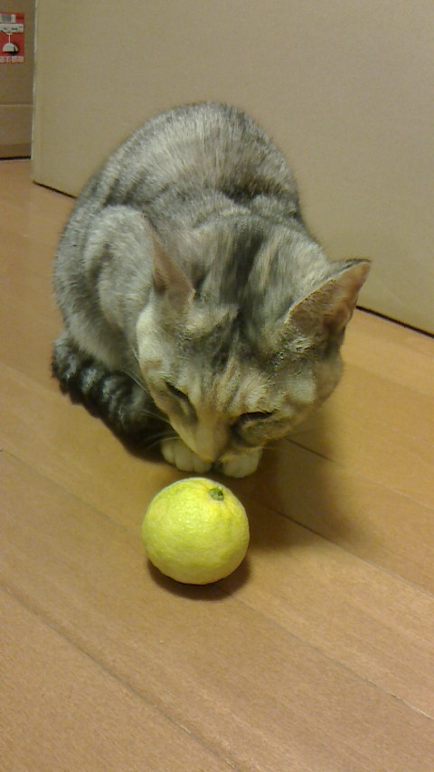 NEC_0280.JPG
