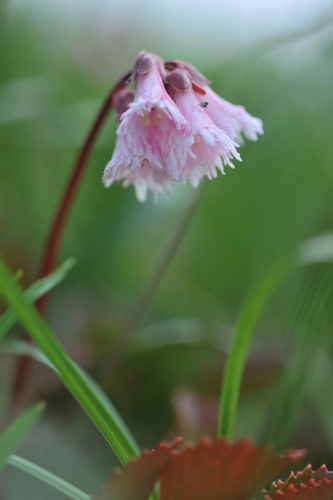 17谷川岳の花.jpg