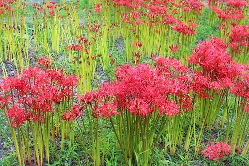 彼岸花 (2).JPG
