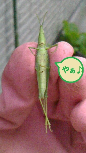 大根に黒芋虫 カブラハバチの幼虫 と 白菜にもあの虫 ネコ様とガーデニング 楽天ブログ