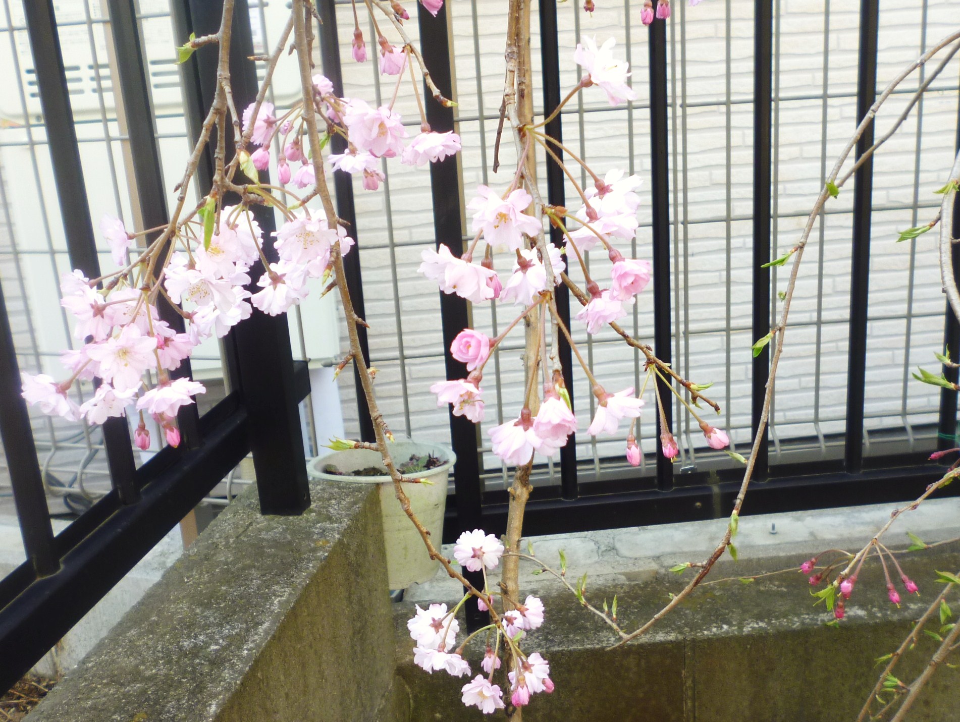 2014.4.8桜 002.JPG