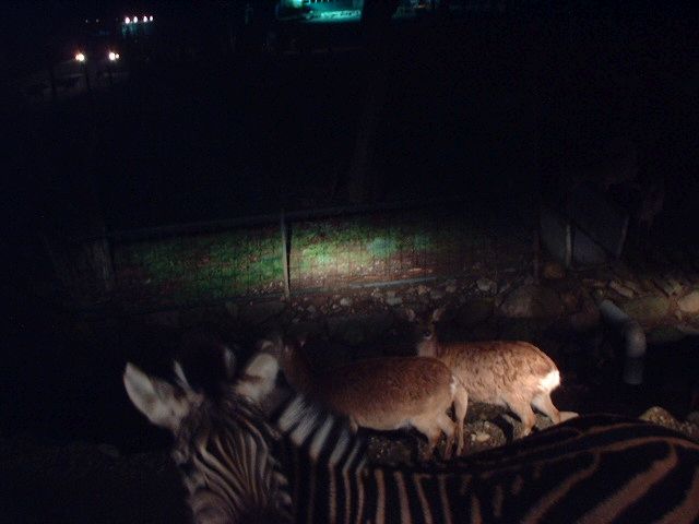 060420nightsafari2.jpg