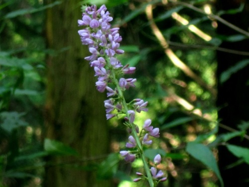 フジカンゾウの花 花言葉は 背伸びした恋 だそうです 高尾山での自然観察 その12 しろうと自然科学者の自然観察日記 楽天ブログ