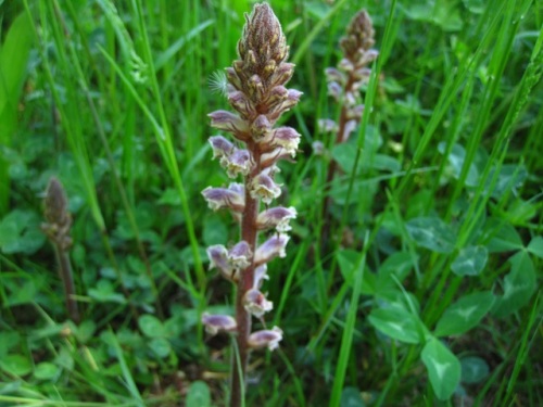 ヤセウツボの花 寄生植物で 花言葉は 依頼心の強い だそうです 昭和記念公園での自然観察 その12 しろうと自然科学者の自然観察日記 楽天ブログ