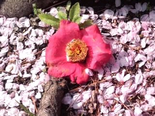 桜絨毯に椿_4月8日