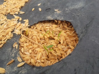 02夏まきニンジン発芽